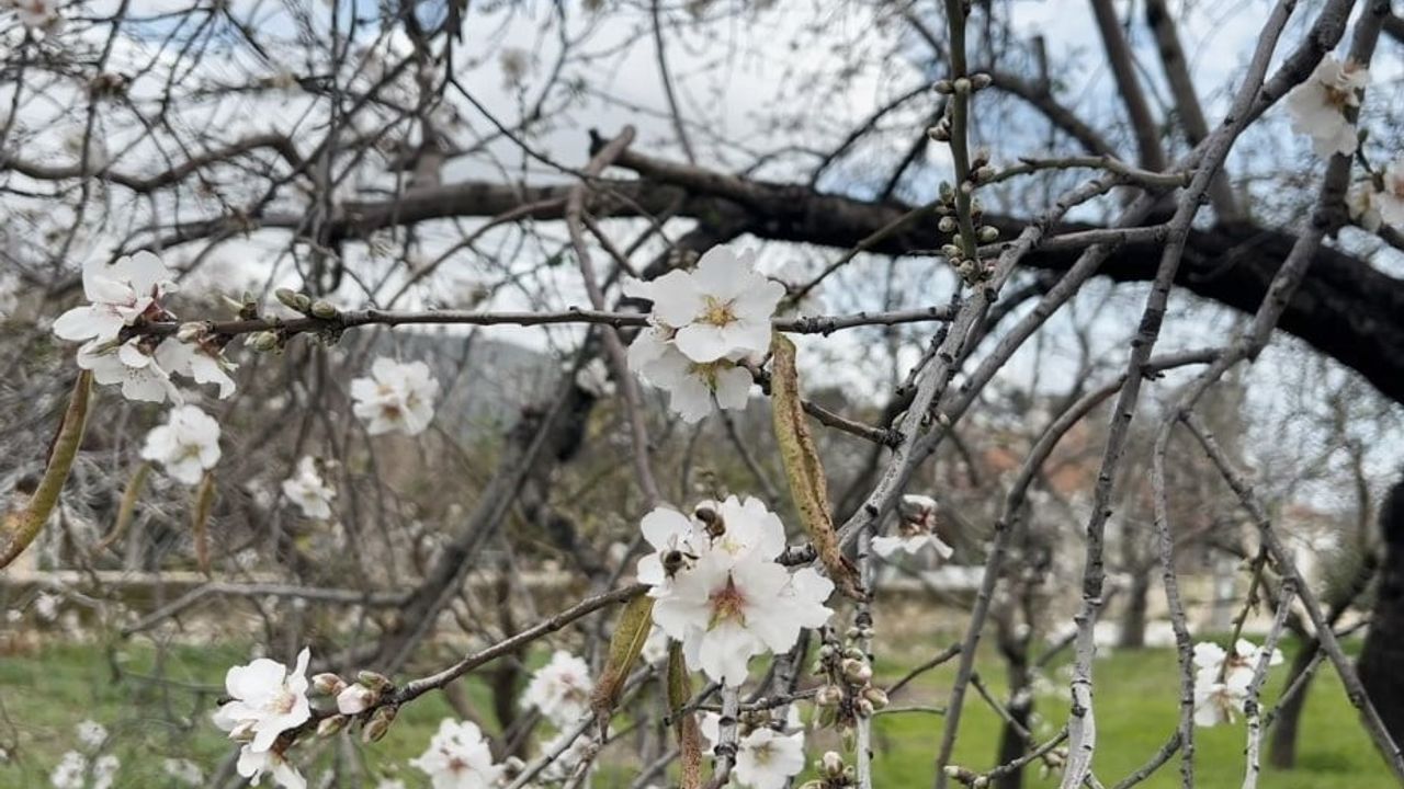 Datça’da Kış Aylarında Badem Ağaçları Çiçek Açtı