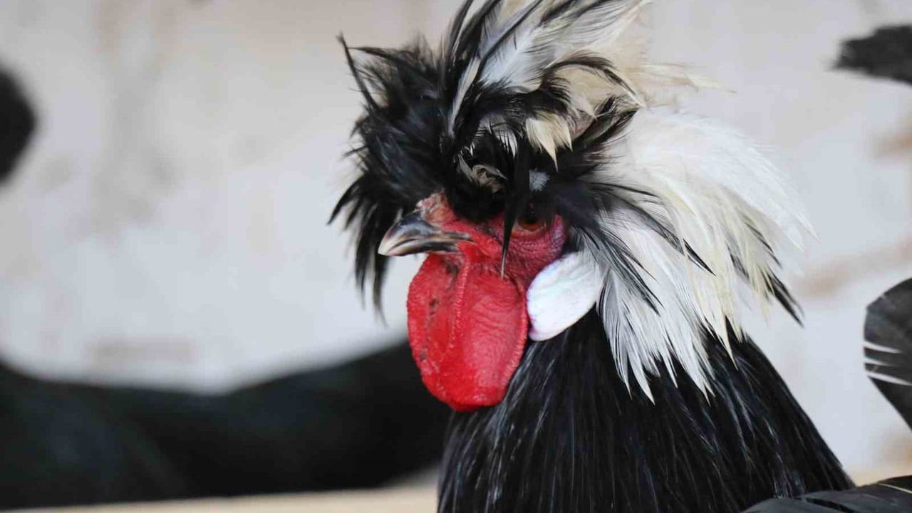 Denizli'de Egzotik Tavuk Yetiştiriciliği