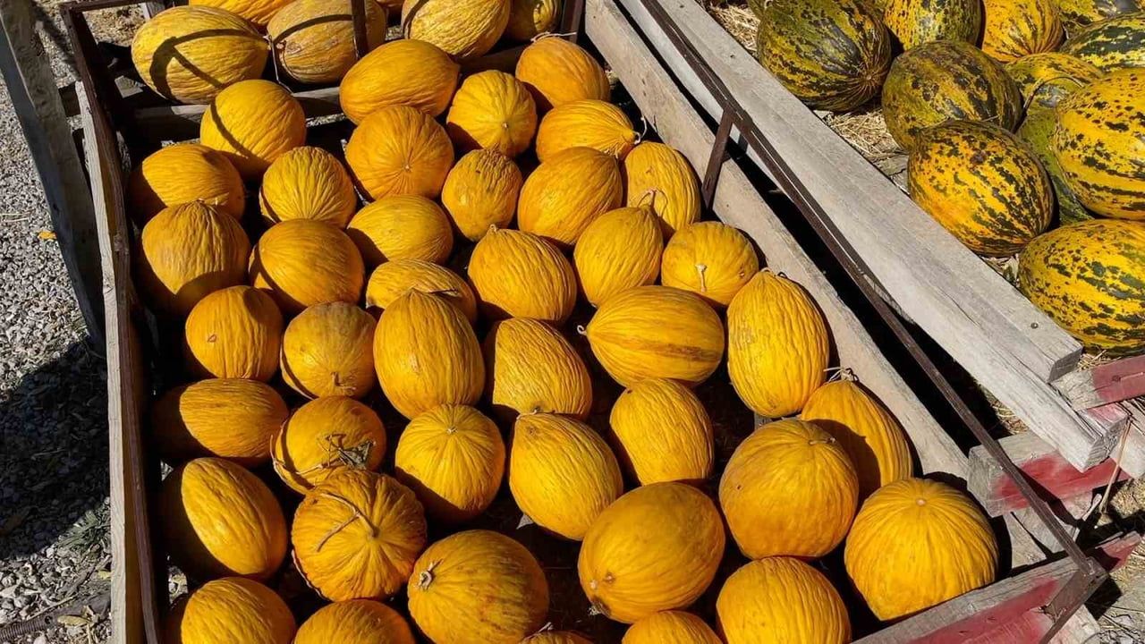 Denizli'nin Araştırmacı Kavuncu Dede'si Halit Tekin