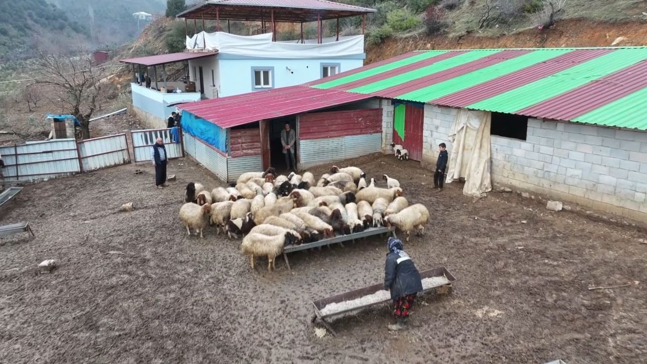 Devlet Desteğiyle Hayvancılığa Yeniden Başlayan Depremzede Besici