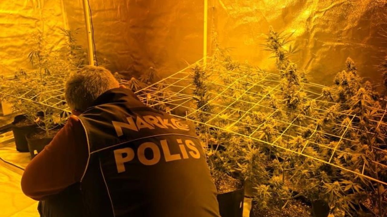 Didim'de Uyuşturucu Operasyonu: Kenevir Yetiştirme Kabini Ele Geçirildi
