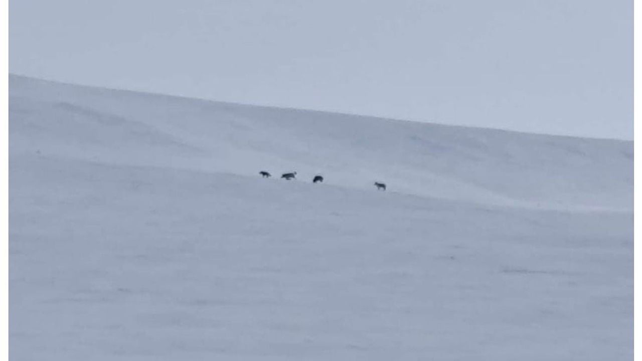 Diyadin'de Kurt Sürüsü Görüntülendi