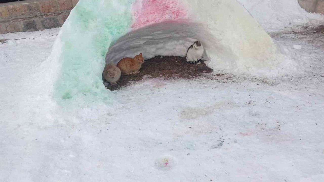 Diyadin'de Sokak Hayvanları için Kar Barınakları