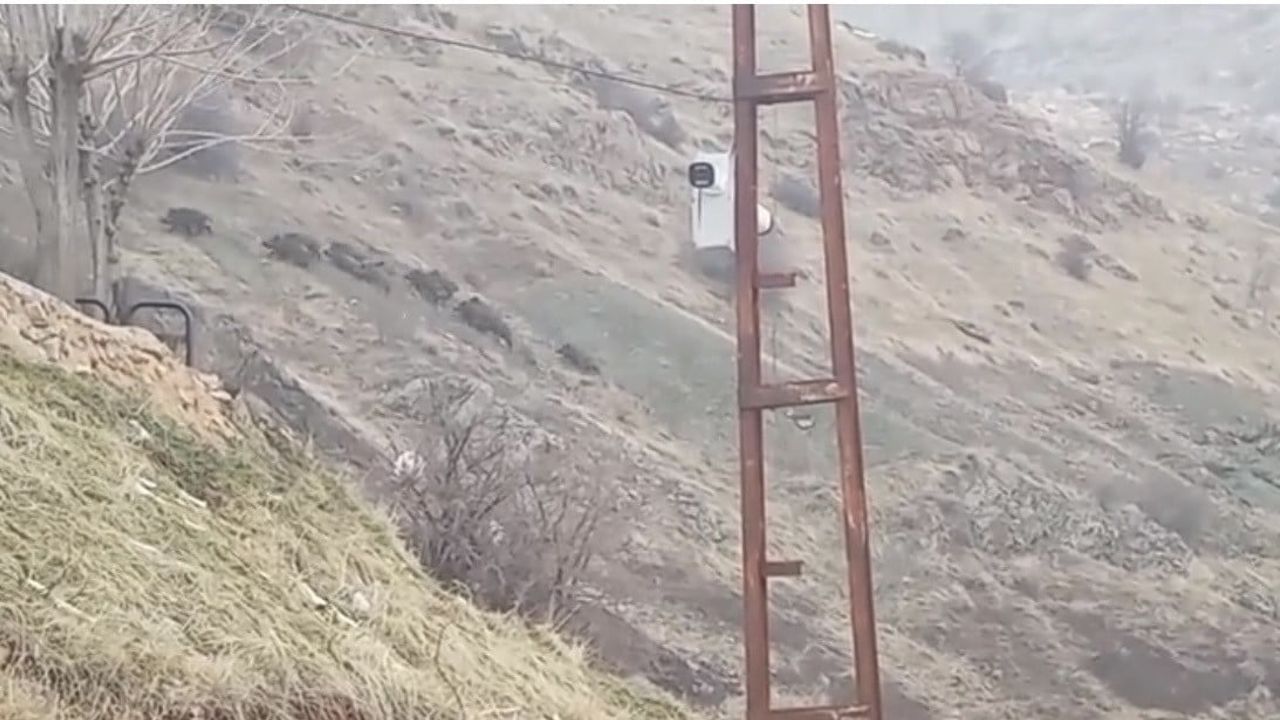 Diyarbakır'da Aç Kalan Domuz Sürüleri Yerleşim Alanına İndi