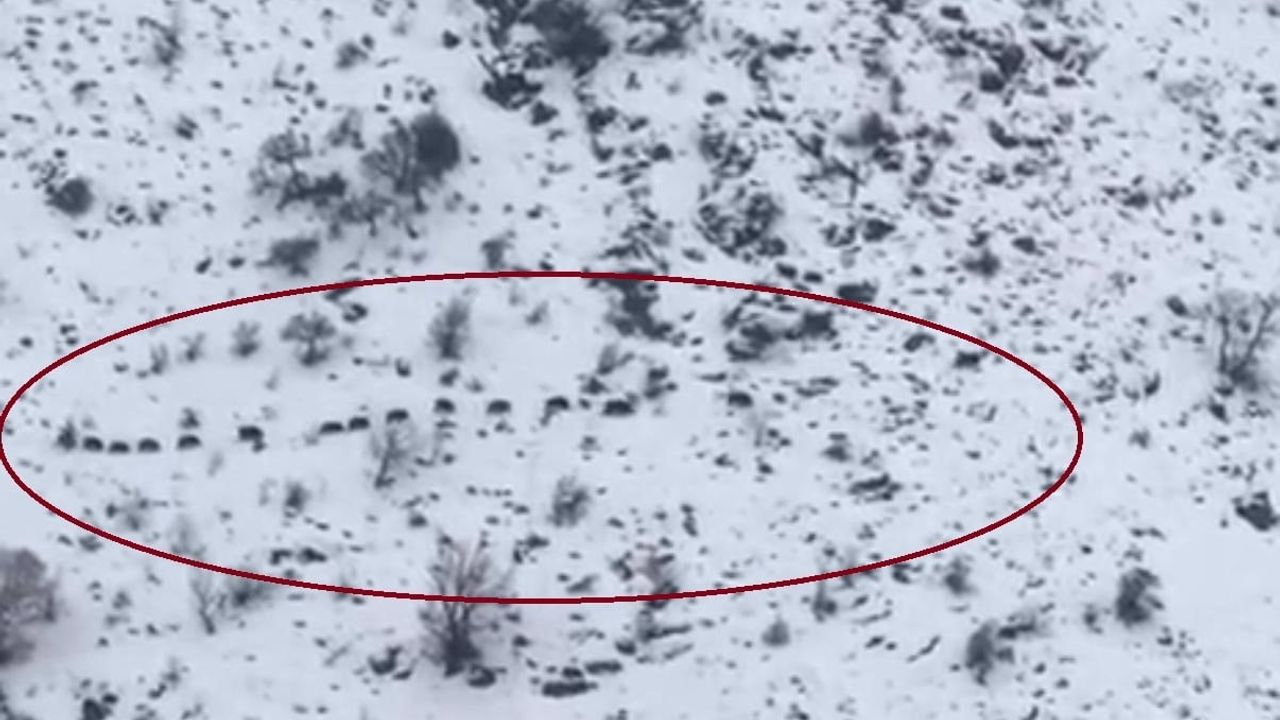 Diyarbakır'da Domuz Sürüleri Görüntülendi