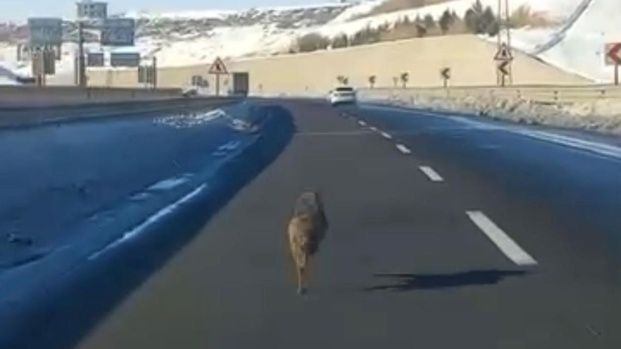 Diyarbakır'da Kurtun Aracın Önünde Koştuğu Anlar