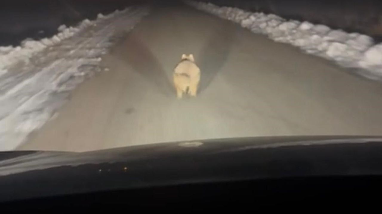 Diyarbakır'da Kurtun Mahalleye İnişi