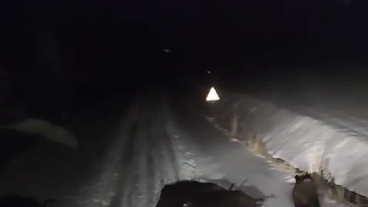 Diyarbakır'da Yaban Hayvanları Yerleşim Alanlarına İndi