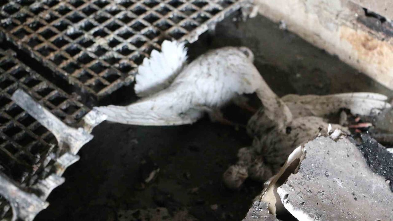 Diyarbakır'da Yangın: 100'den Fazla Güvercin Telef Oldu