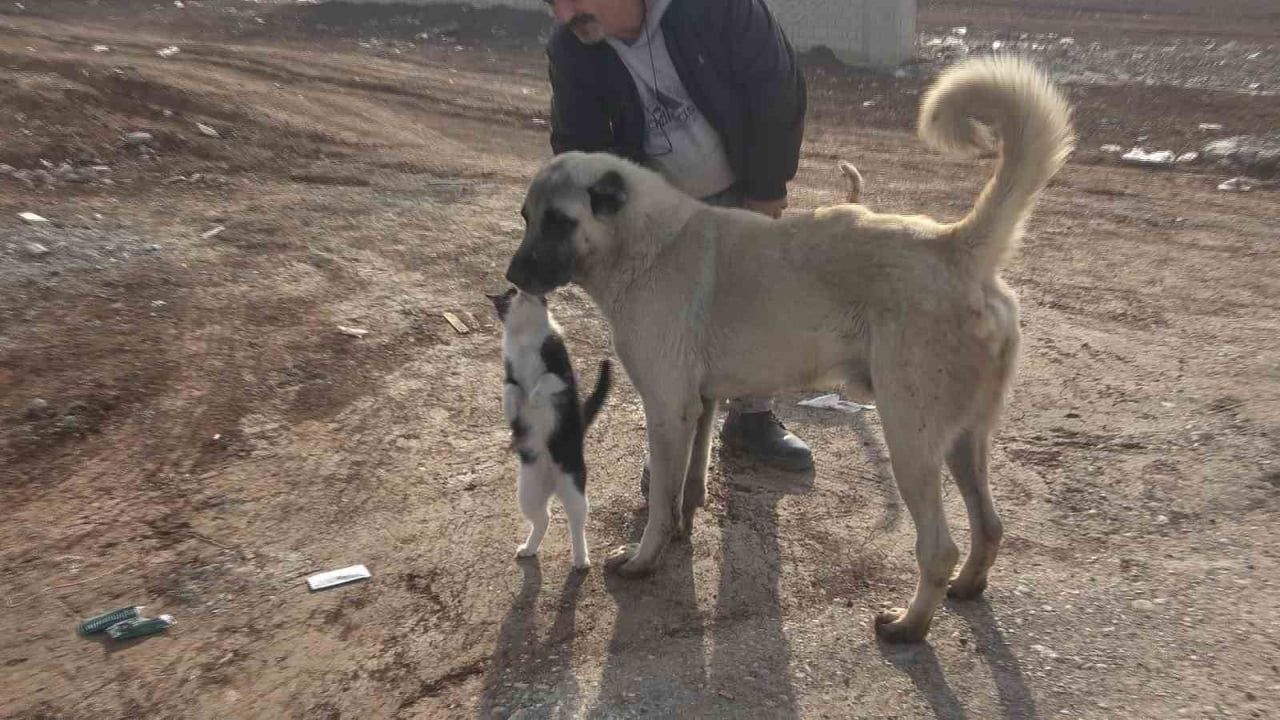 Diyarbakır'ın Hayvan Seven Kahramanı: Muhammet Bahattin Doğru