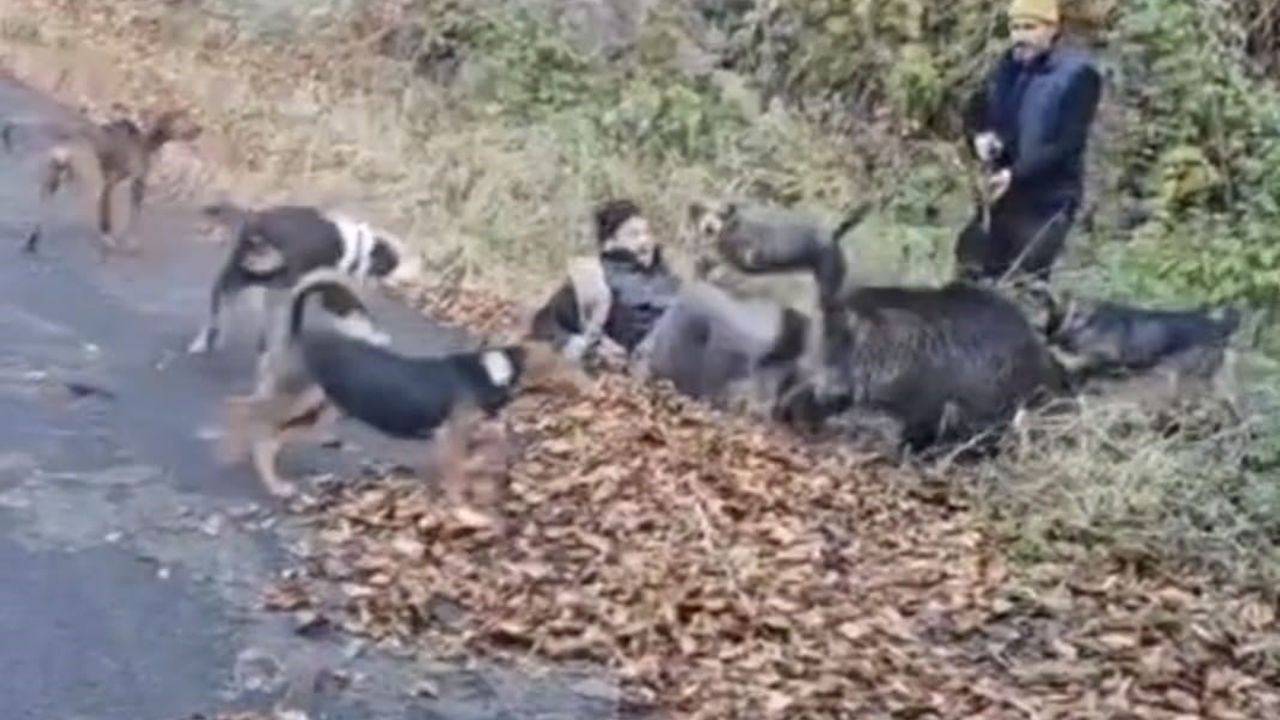 Domuz Saldırısı Sonrası Avcıların Cesareti