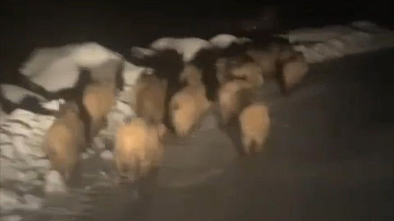 Domuz Sürüleri Kışın Zorlu Koşullarında Köylere İndi