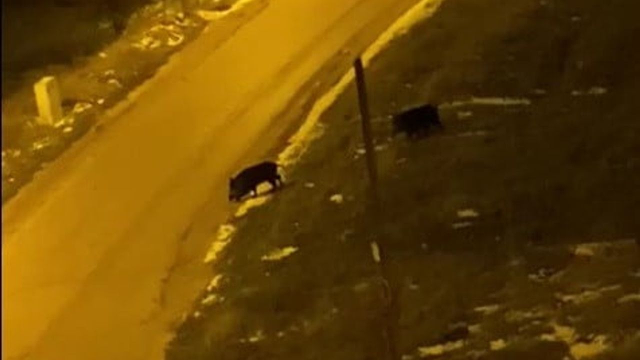 Domuzlar Şehir Sokaklarında Görüntülendi