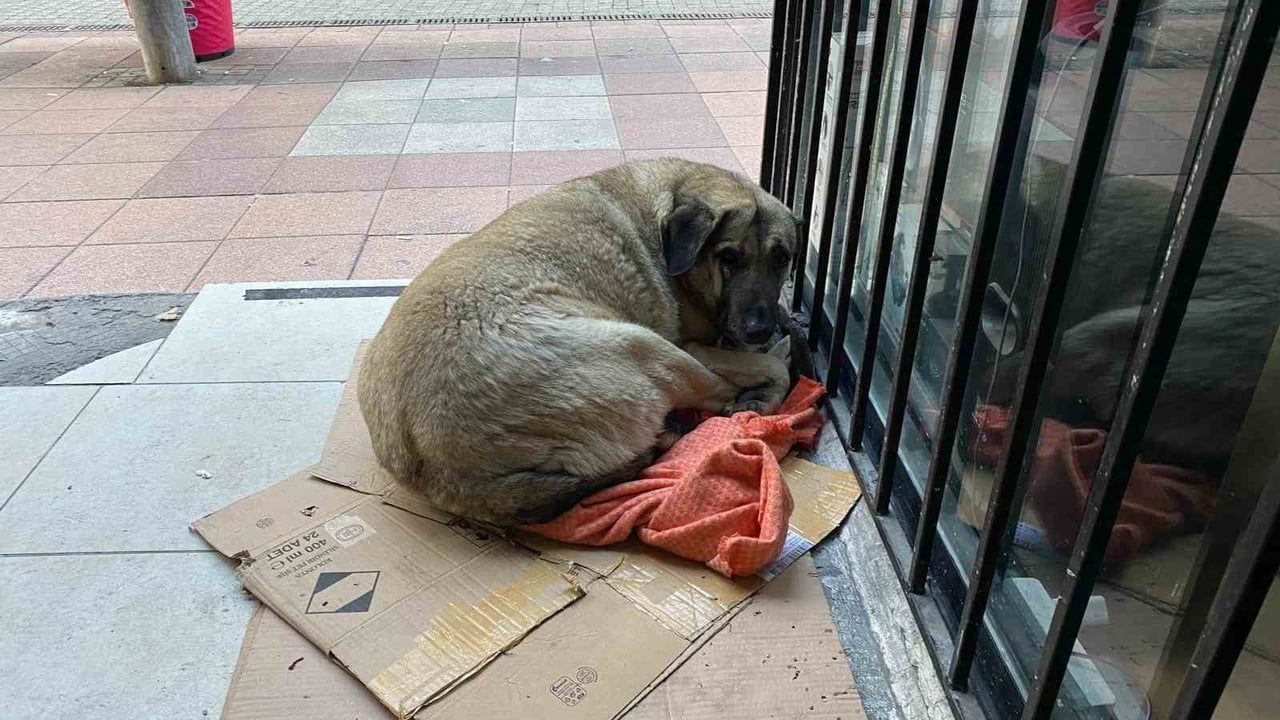 Dondurucu Soğuk Sokak Hayvanlarını Zor Durumda Bıraktı