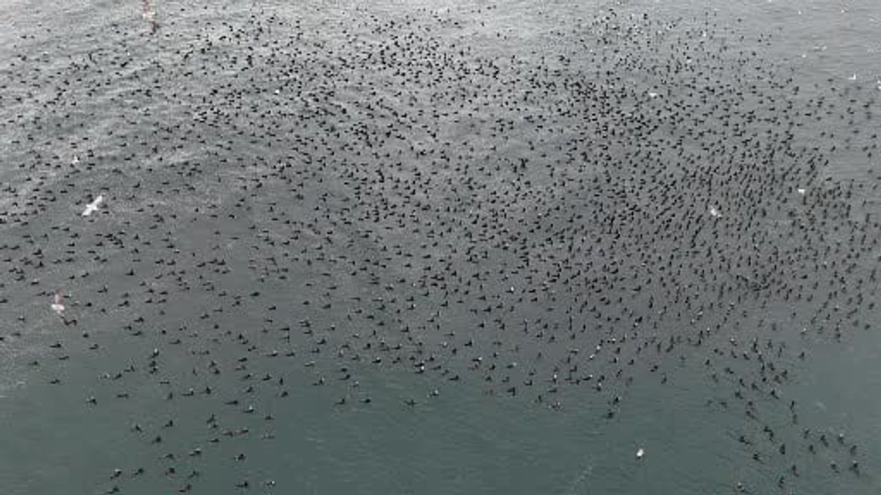 Dondurucu Soğukta Kuşların Toplanması