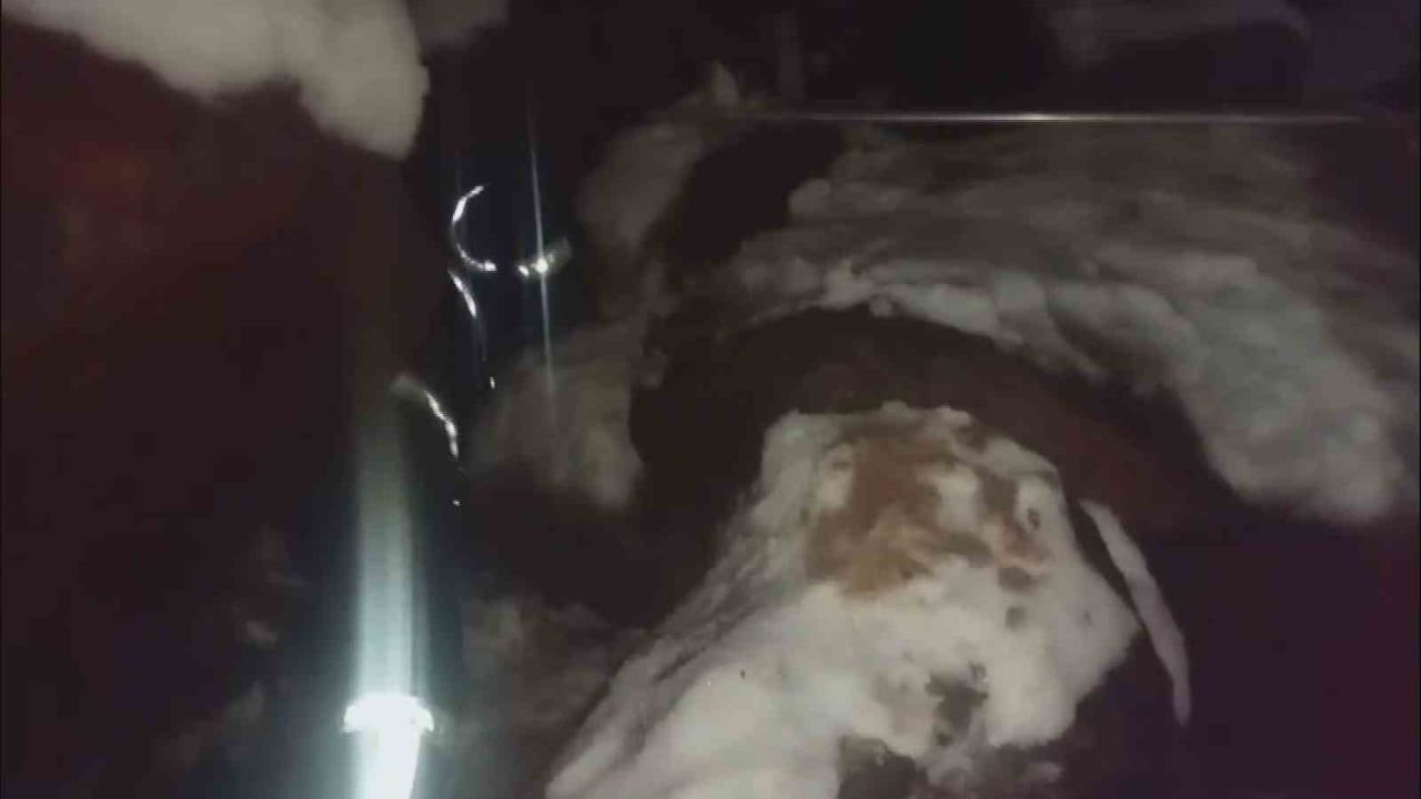 Dondurucu Soğukta Yavru Köpekleri Kurtaran İtfaiye Ekipleri