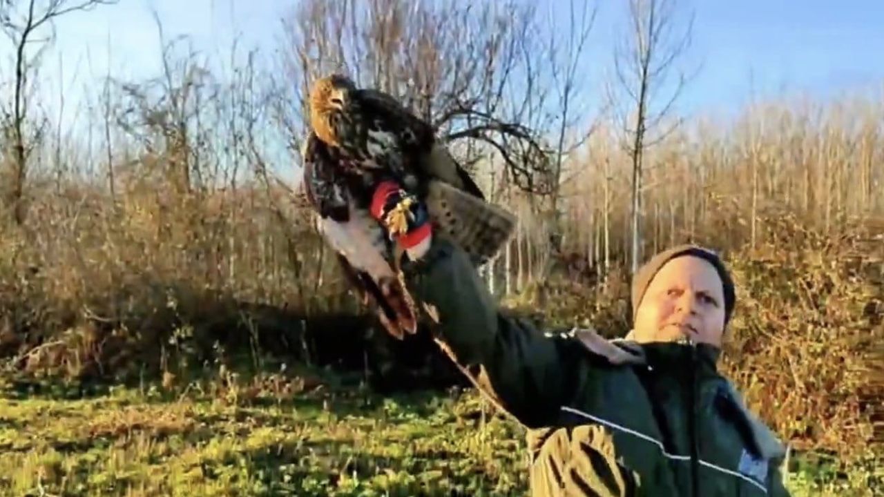 Düzce'de 211 Yaban Hayvanı Doğayla Buluştu