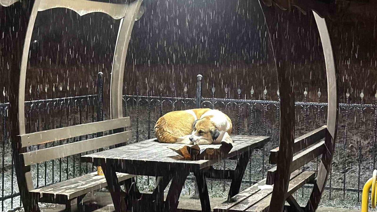 Düzce'de Gazetecilerden Sokak Hayvanlarına Destek