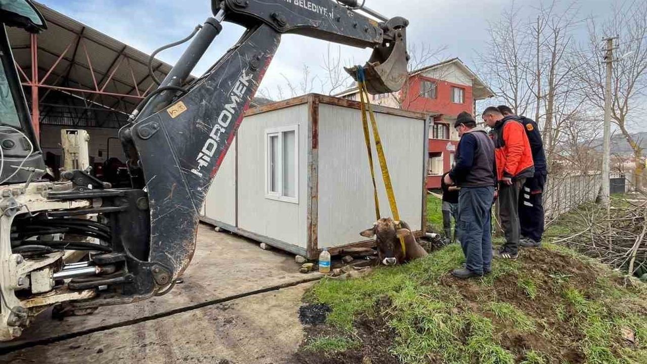 Düzce'deki Kuyuya Düşen İnek Kurtarıldı