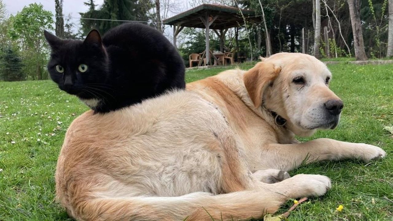 Düzce'den Kedi ve Köpek Maması İhracatı