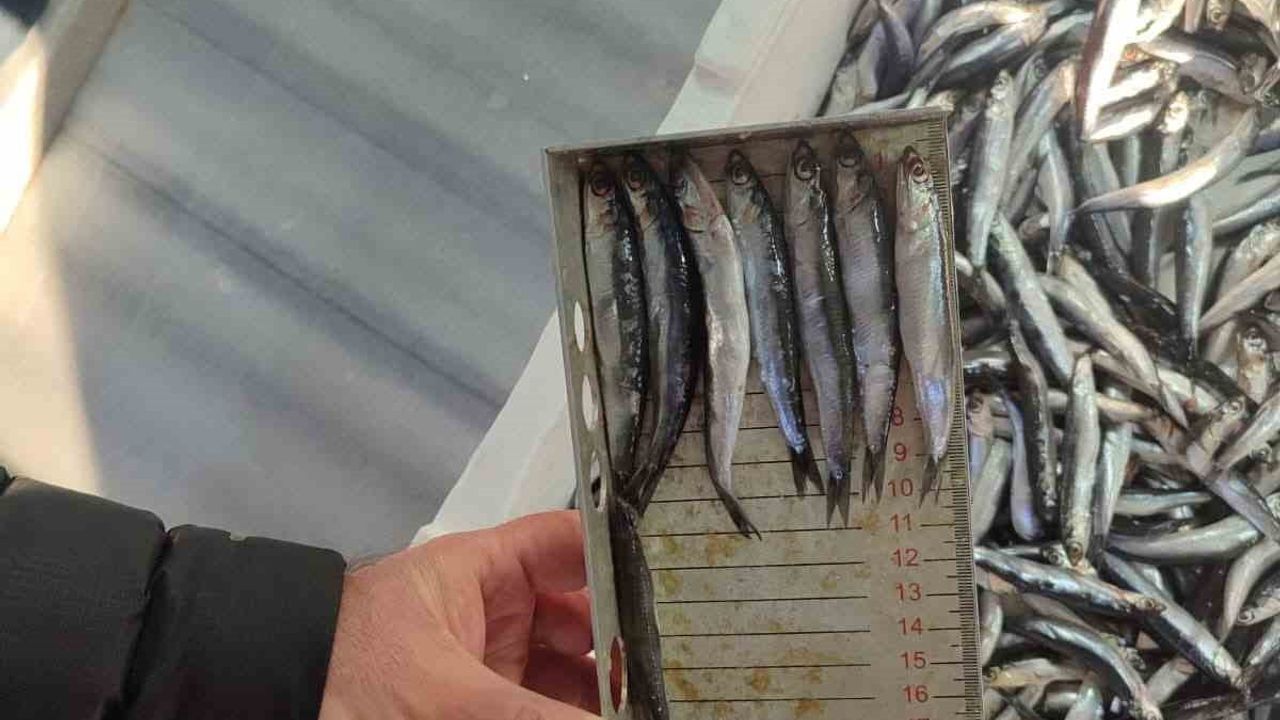 Edirne'de Su Ürünleri Denetimleri Devam Ediyor