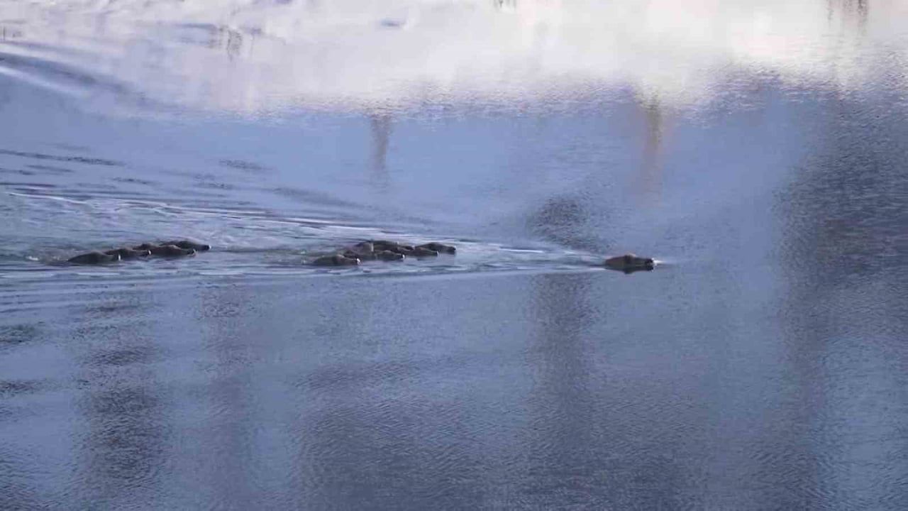 Eksi 20 Derecede Domuz Sürüsü Suya Girdi