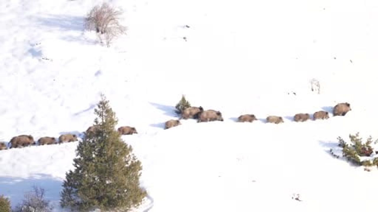 Eksi 20 Derecede Suya Giren Domuzlar