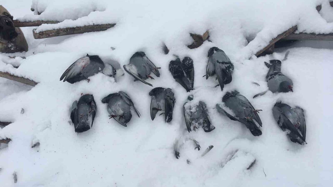 Elazığ'da Don Olayı: Onlarca Güvercin Telef Oldu