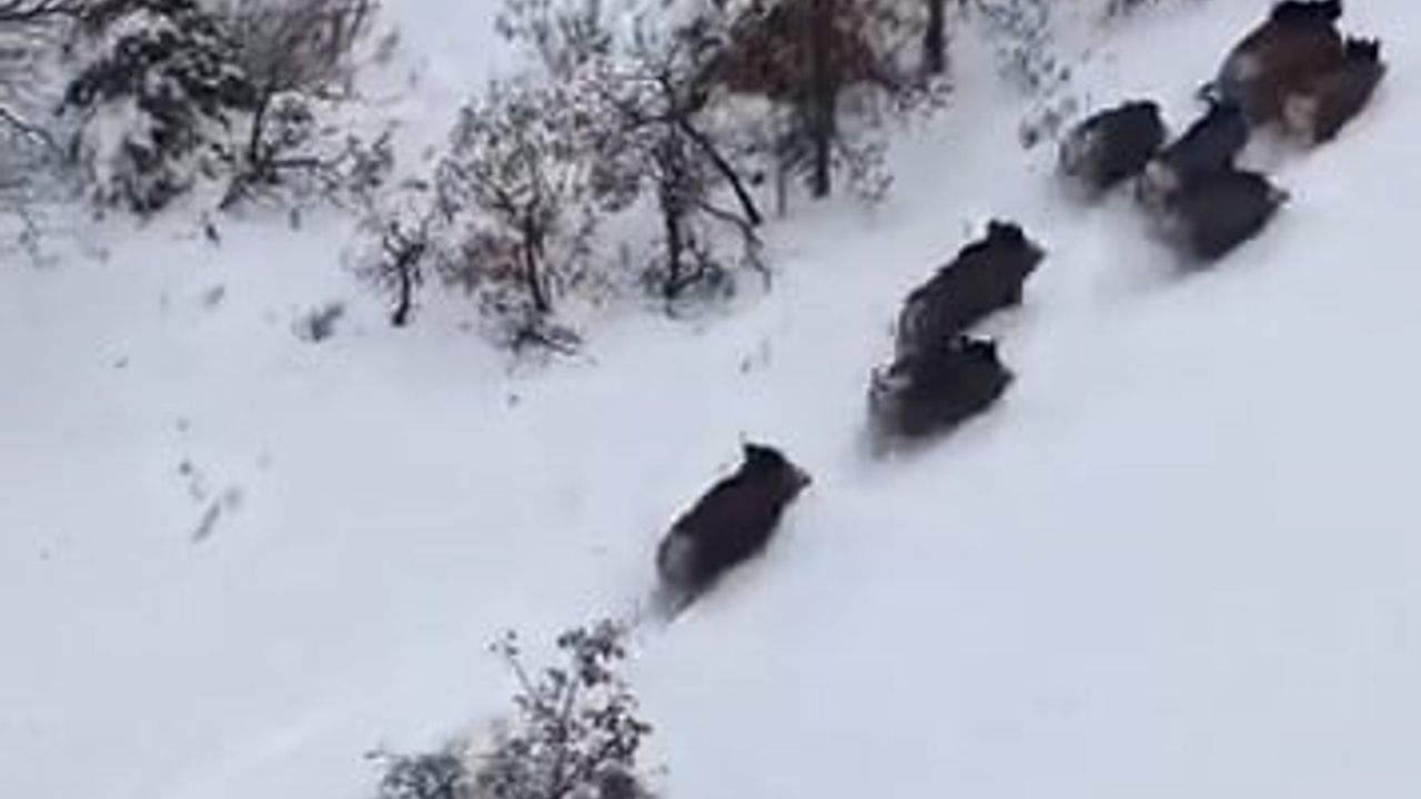 Elazığ'da Dron ile Görüntülenen Domuz Sürüsü