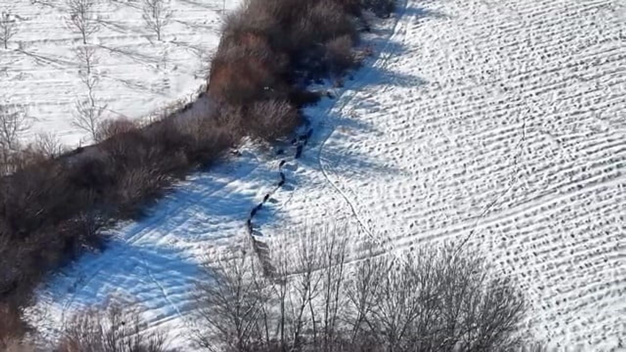 Elazığ'da Dron ile Görüntülenen Domuz Sürüsü