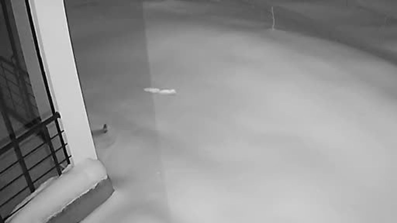 Elazığ'da Kar Yüzünden Yaban Hayvanları Köylere İndi