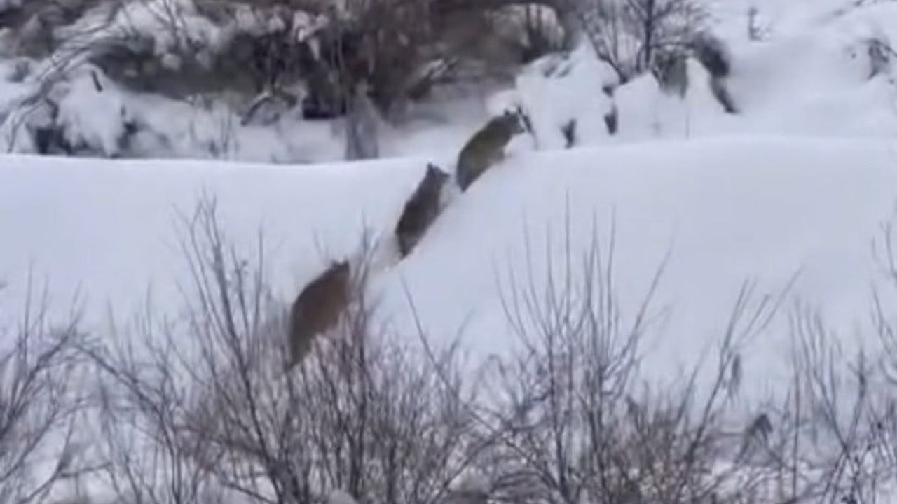 Elazığ’da Kurt Sürüsü Görüntülendi
