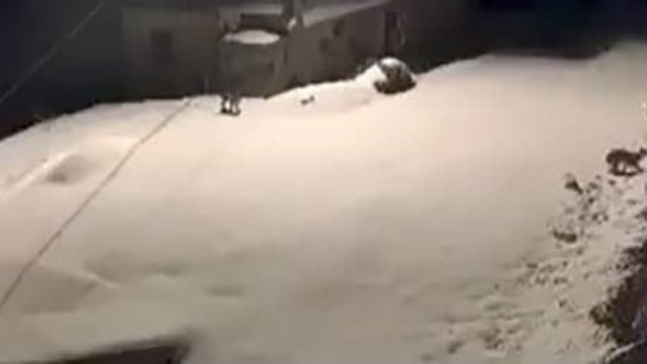 Elazığ'da Nesli Tükenmekte Olan Vaşak Ailesi Görüntülendi