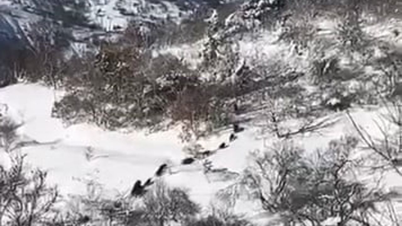 Elazığ'ın Baskil ilçesinde domuz sürüsü görüntülendi
