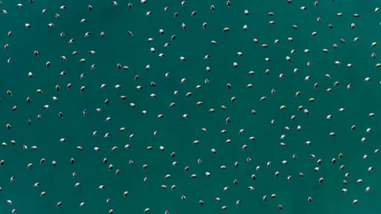 Elmabaş Patka Ördekleri Salda Gölü'nde Drone ile Görüntülendi