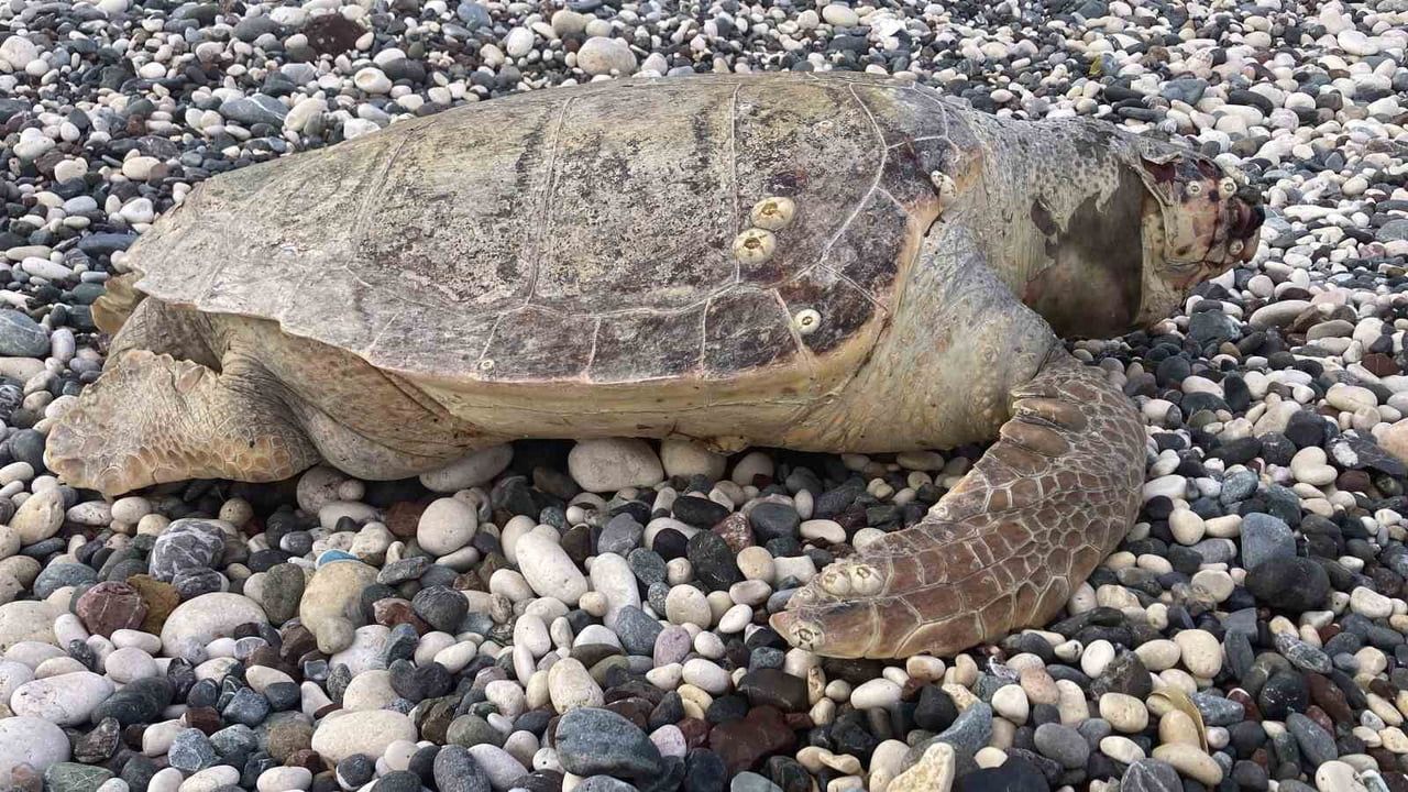 Erdemli'de Telef Olan Caretta Caretta Bulundu