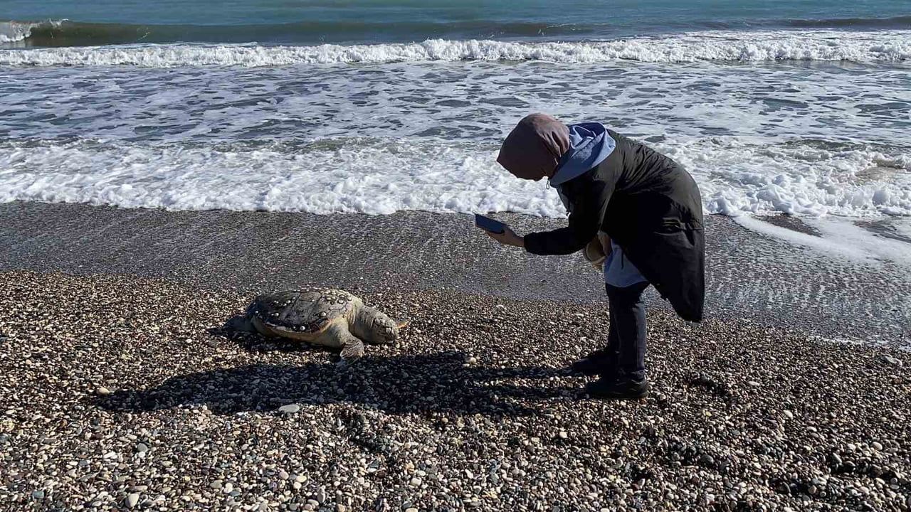 Erdemli Sahilinde Üzücü Olay: 2 Caretta Caretta Hayatını Kaybetti