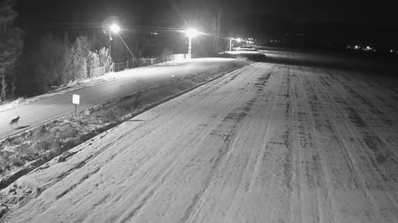 Ereğli'de Görülen Kurt Sürüleri