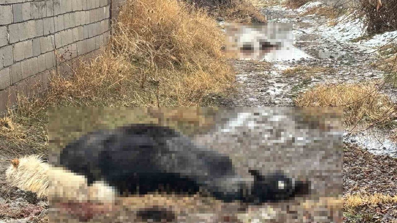 Erzincan'da At ve Eşek Katledildi