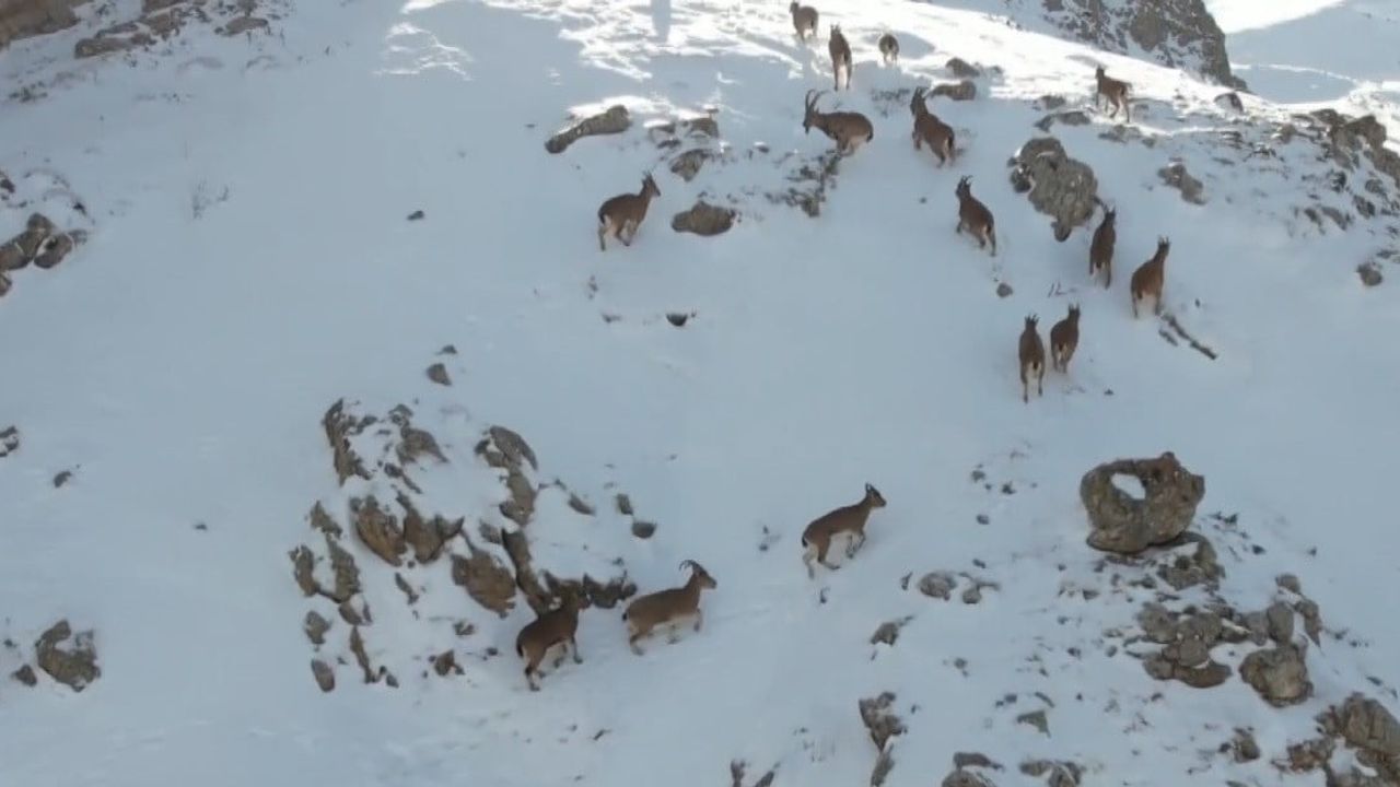 Erzincan'da Dağ Keçileri Karlı Arazide Görüntülendi
