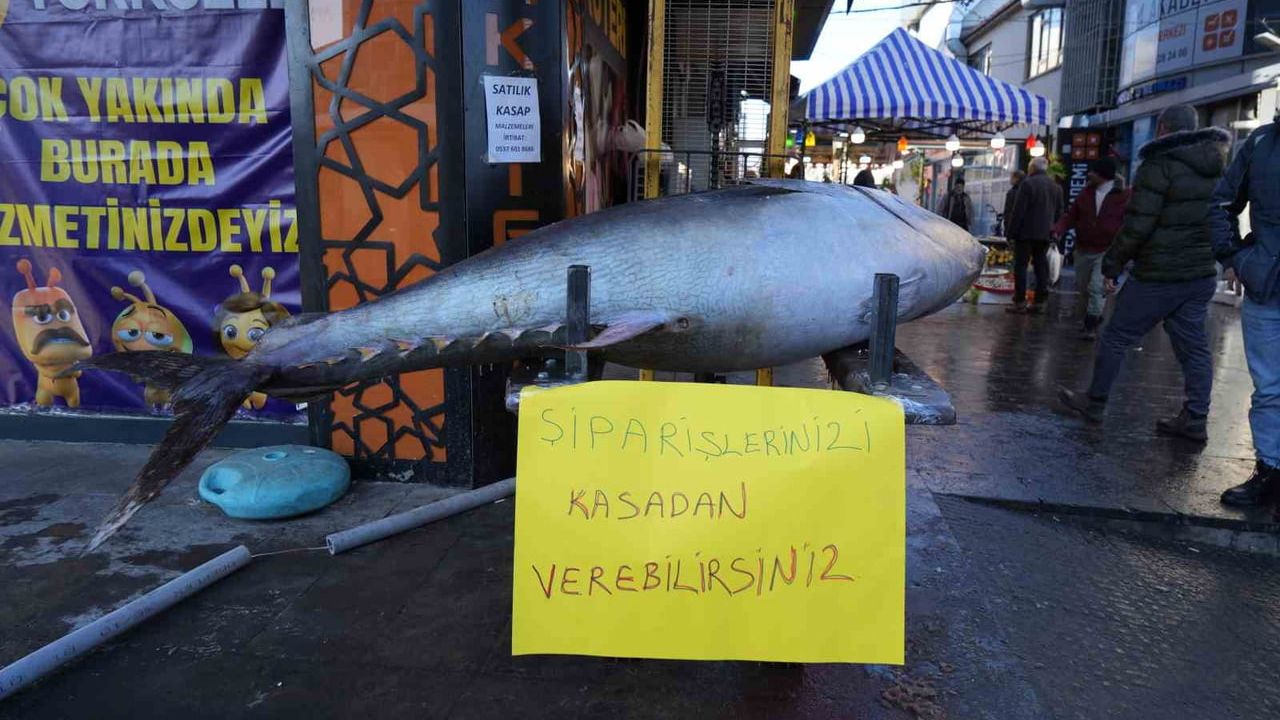 Erzincan'da Dev Orkinos Heyecanı