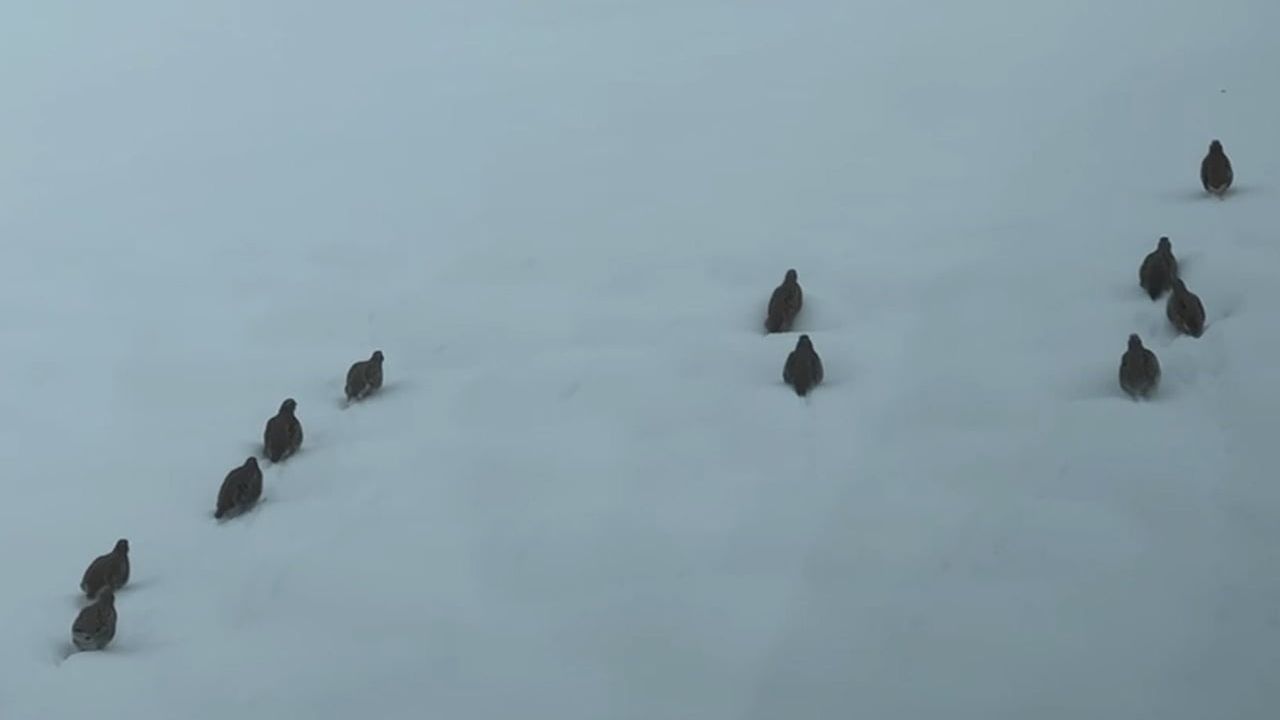 Erzincan'da Keklik ve Tavşan Avı Yasaklandı