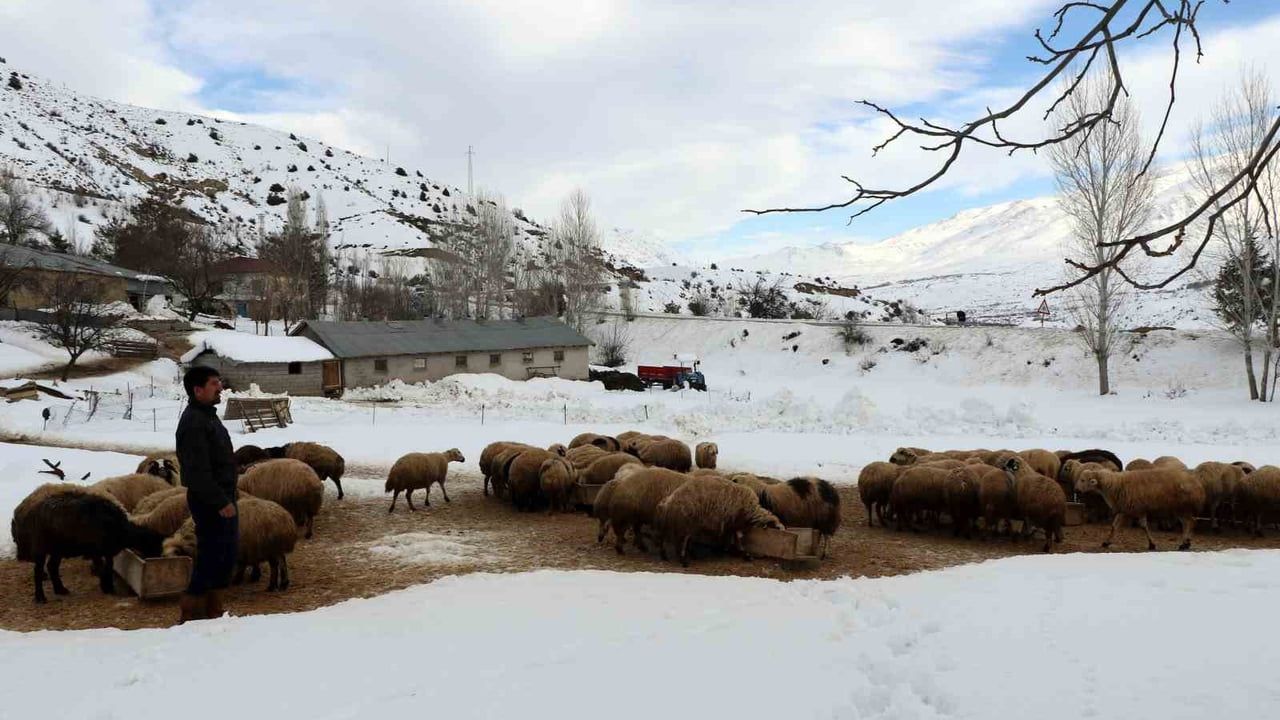 Erzincan'da Koyun Kuzulama Dönemi: Besiciler Gece Nöbeti Tutuyor