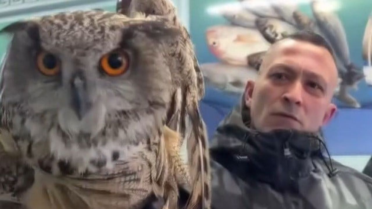 Erzincan'da Soğuktan Etkilenen Baykuşun Kurtuluş Hikayesi