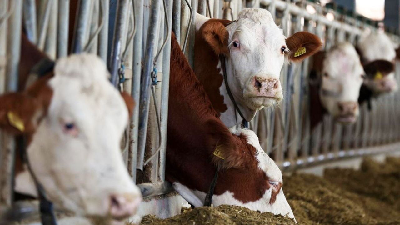 Erzincan'da Süt Üretimi Soğuk Zincirle Gelişiyor