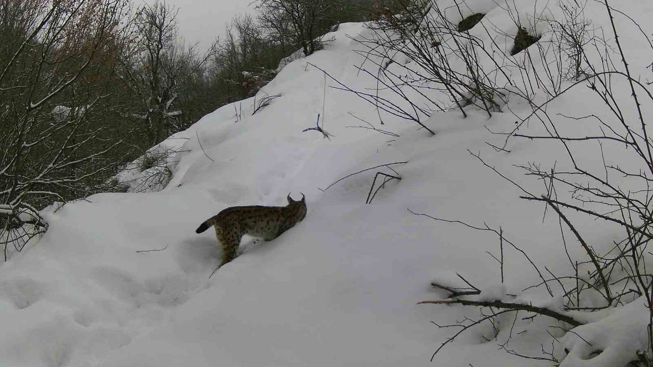 Erzincan'da Yaban Hayatı Fotokapanlarla İzleniyor