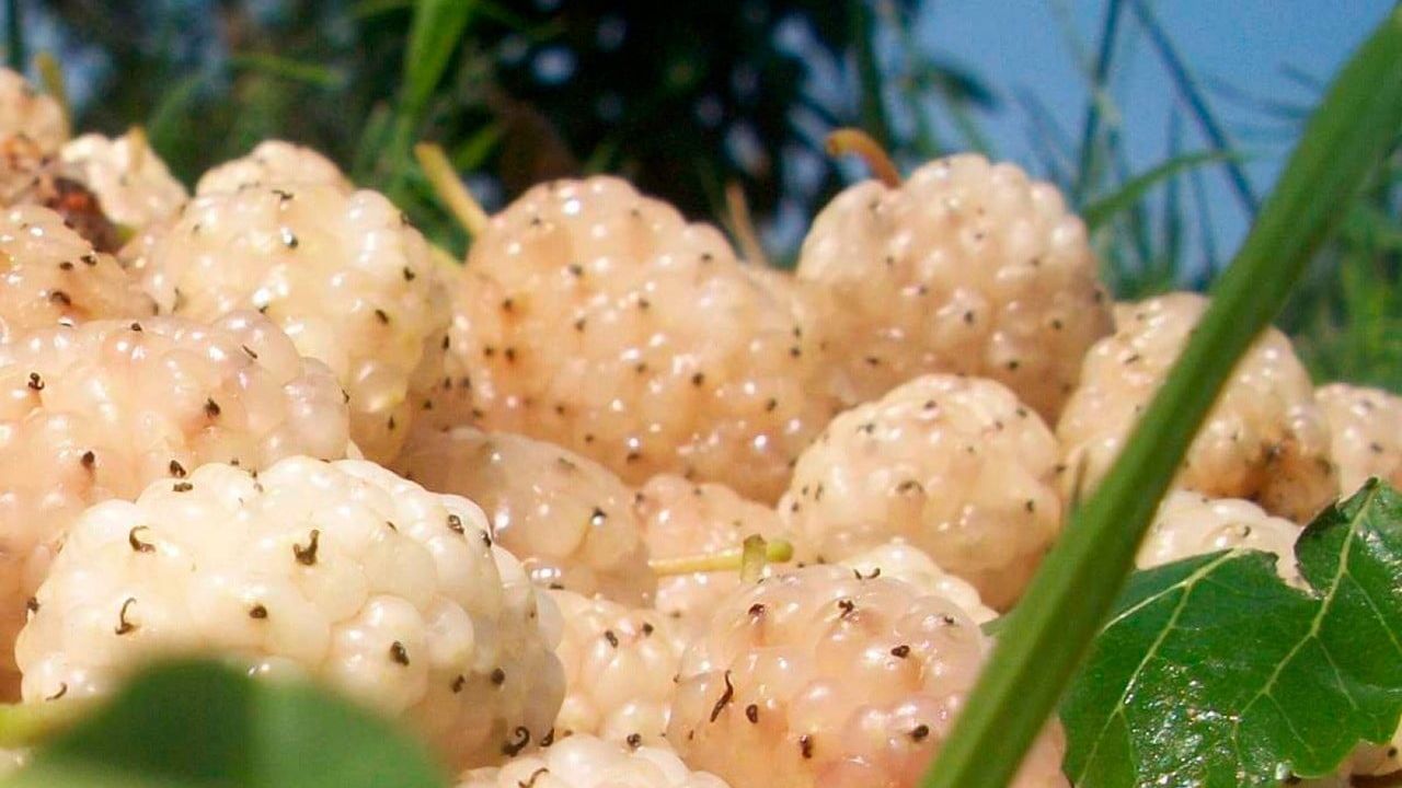 Erzincan'da Yüzde 50 Hibe Destekli Kapama Dut Bahçesi Projesi