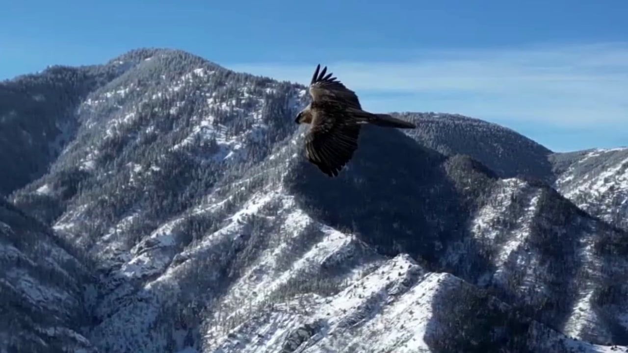 Erzurum'da Sakallı Akbaba Dron ile Görüntülendi