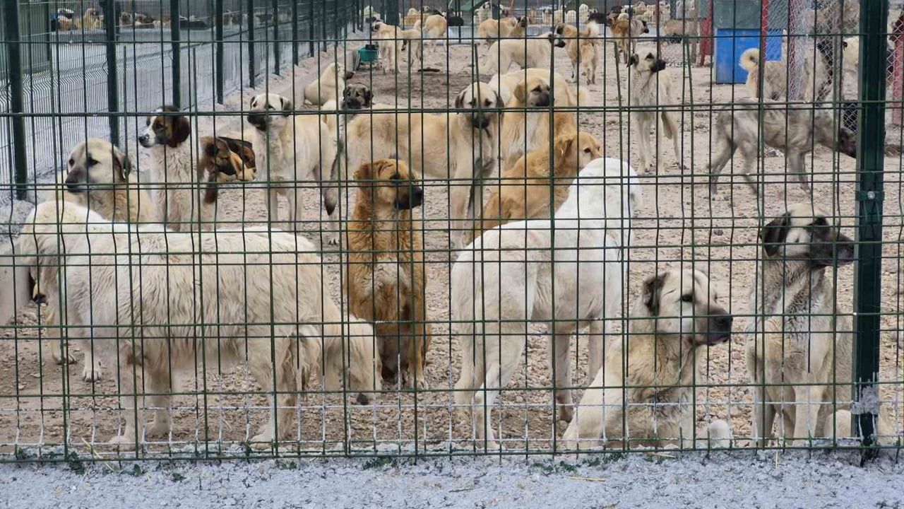 Eskişehir Barınağındaki Hayvan İhmaline Tepkiler Büyüyor