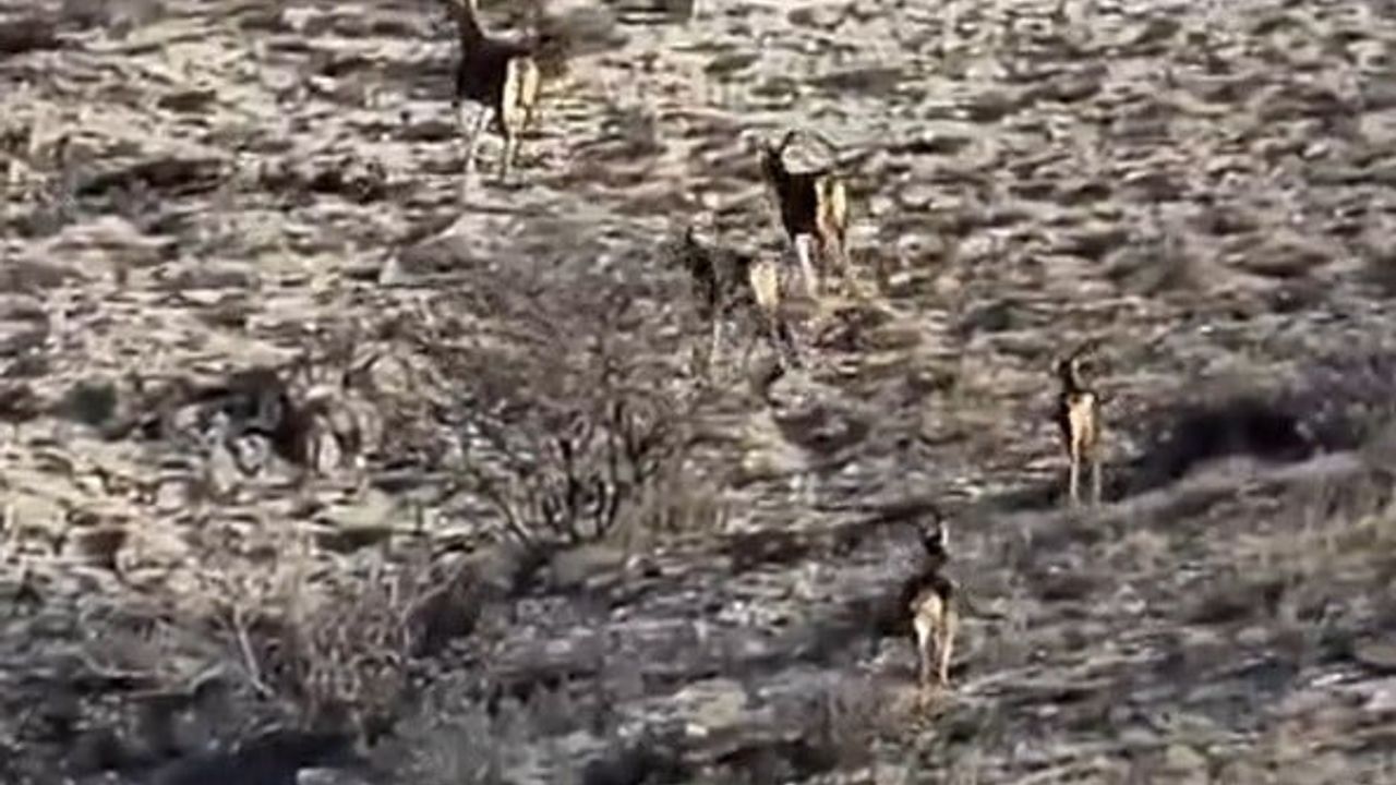 Eskişehir'de 8 Geyik Koşuşturdu